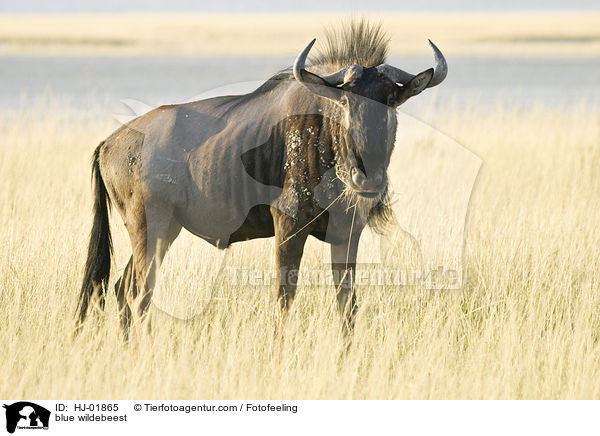 Streifengnu / blue wildebeest / HJ-01865