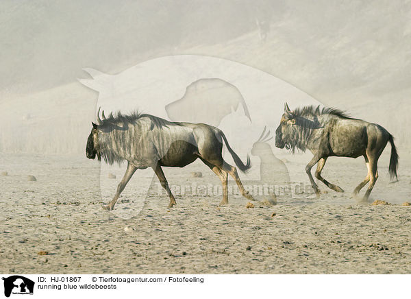 running blue wildebeests / HJ-01867
