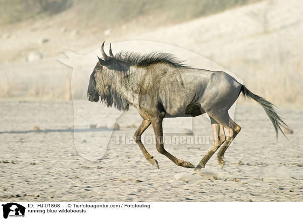 running blue wildebeests / HJ-01868