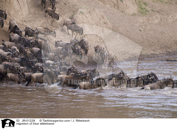 Wanderung der Streifengnus / migration of blue wildebeest / JR-01228
