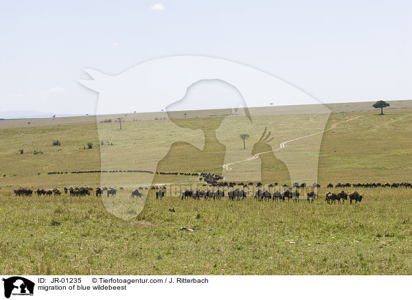 Wanderung der Streifengnus / migration of blue wildebeest / JR-01235