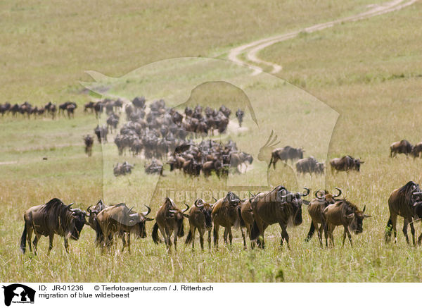 Wanderung der Streifengnus / migration of blue wildebeest / JR-01236