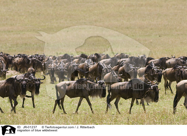 migration of blue wildebeest / JR-01237