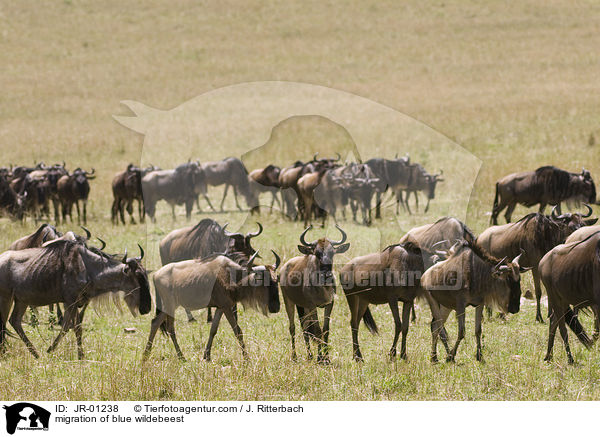 migration of blue wildebeest / JR-01238