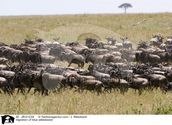 migration of blue wildebeest / JR-01239
