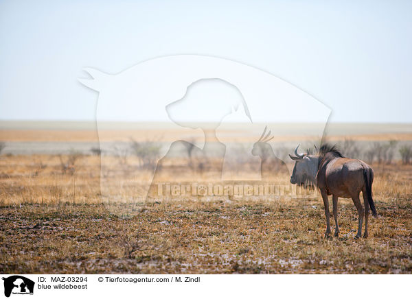 Streifengnu / blue wildebeest / MAZ-03294