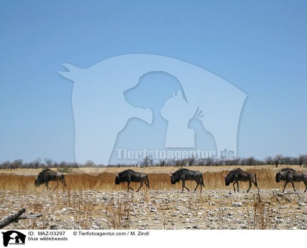 blue wildebeests / MAZ-03297