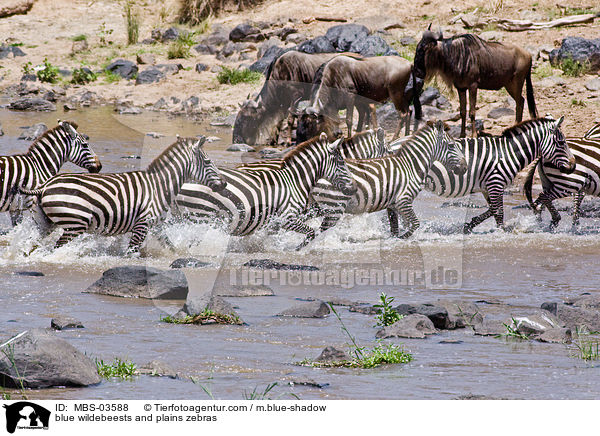 Streifengnus und Steppenzebras / blue wildebeests and plains zebras / MBS-03588
