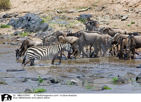 Streifengnus und Steppenzebra / blue wildebeests and plains zebra / MBS-03591