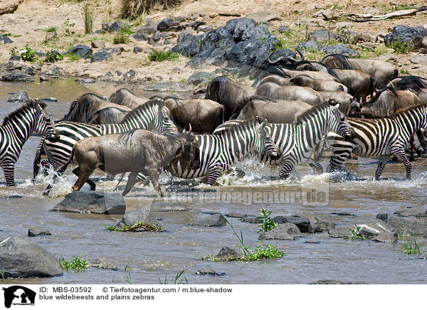 Streifengnus und Steppenzebras / blue wildebeests and plains zebras / MBS-03592