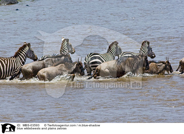 Streifengnus und Steppenzebras / blue wildebeests and plains zebras / MBS-03593