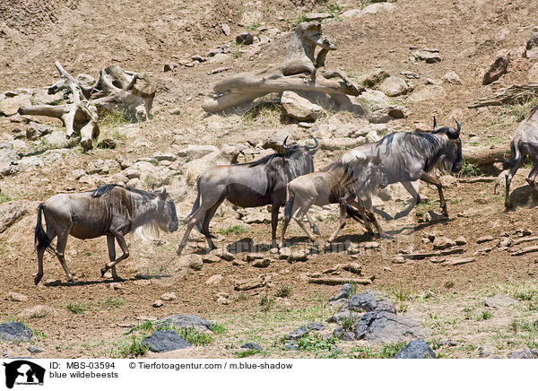 blue wildebeests / MBS-03594