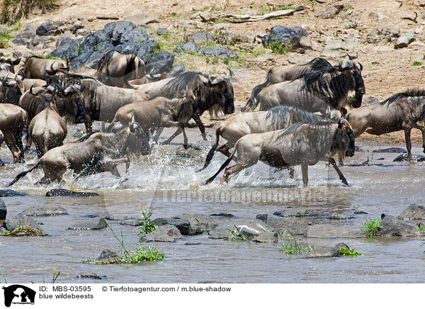 Streifengnus / blue wildebeests / MBS-03595