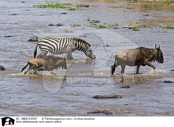 blue wildebeests and plains zebra / MBS-03597