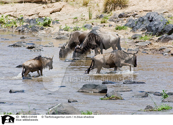 Streifengnus / blue wildebeests / MBS-03598