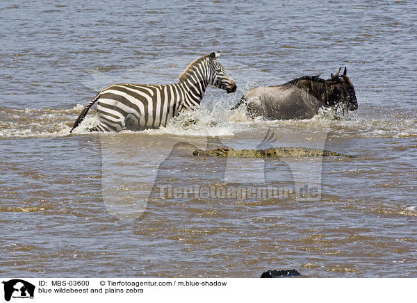 blue wildebeest and plains zebra / MBS-03600