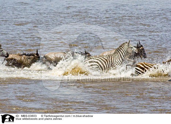 Streifengnus und Steppenzebras / blue wildebeests and plains zebras / MBS-03603