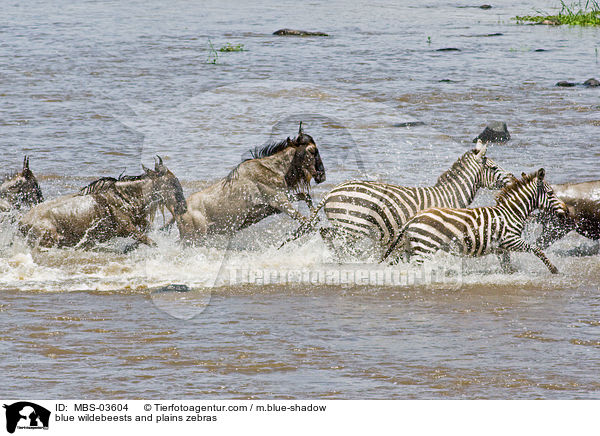 Streifengnus und Steppenzebras / blue wildebeests and plains zebras / MBS-03604