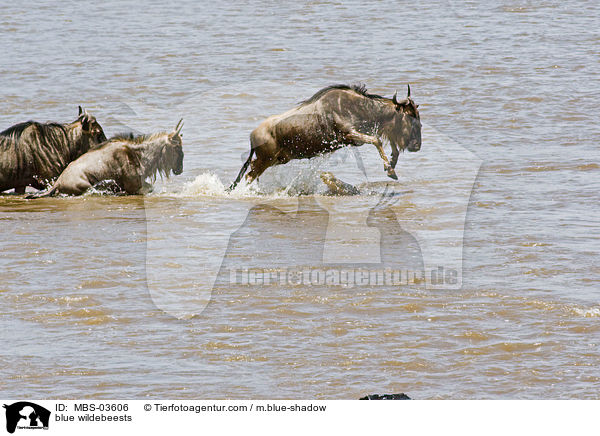 Streifengnus / blue wildebeests / MBS-03606