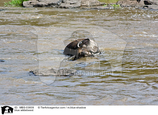 Streifengnu / blue wildebeest / MBS-03609