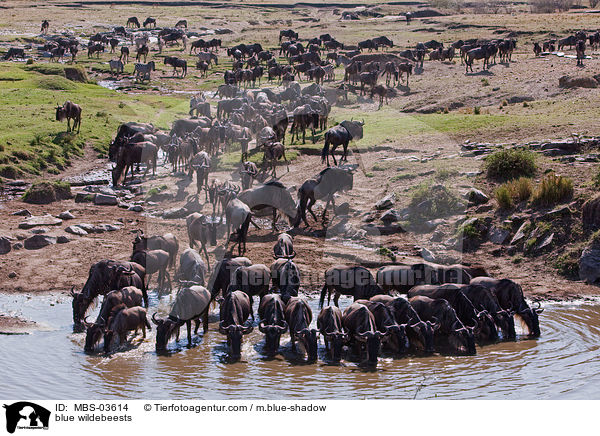 blue wildebeests / MBS-03614