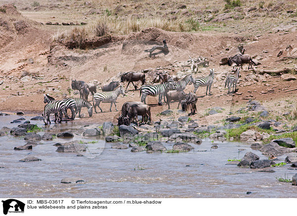 blue wildebeests and plains zebras / MBS-03617