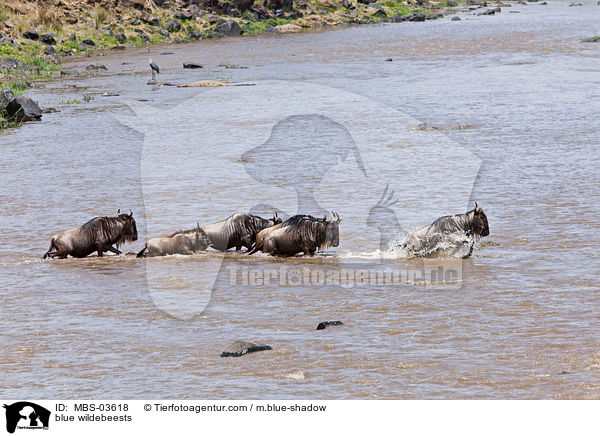 Streifengnus / blue wildebeests / MBS-03618