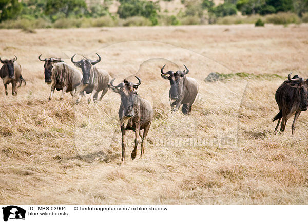 Streifengnus / blue wildebeests / MBS-03904