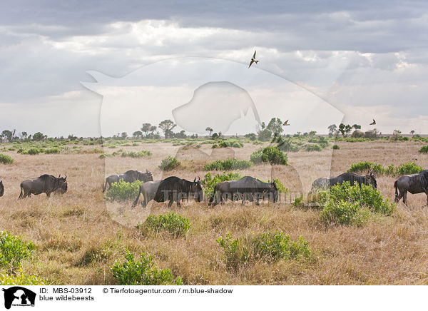 blue wildebeests / MBS-03912