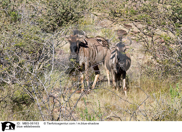 Streifengnus / blue wildebeests / MBS-06163
