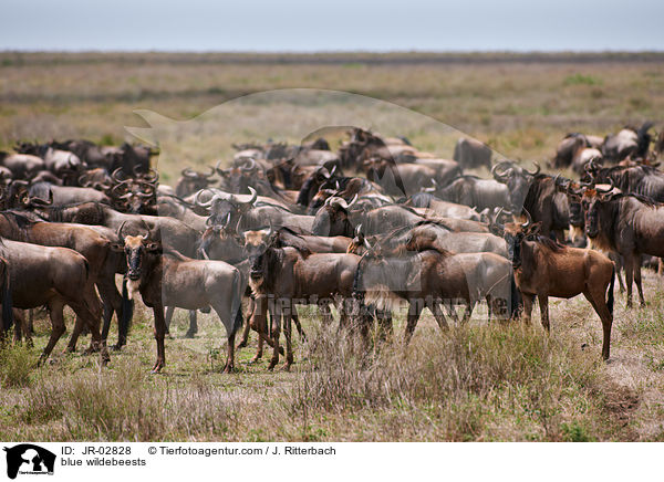 Streifengnu / blue wildebeests / JR-02828