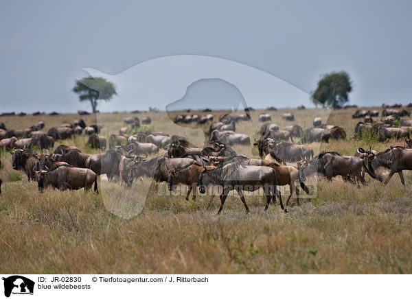 Streifengnu / blue wildebeests / JR-02830