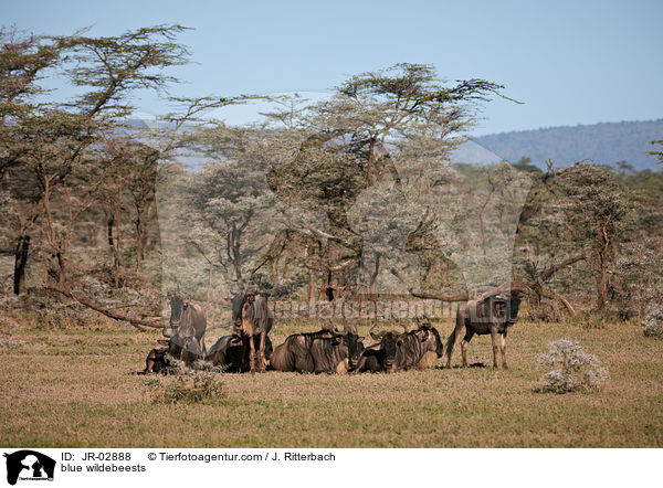 Streifengnus / blue wildebeests / JR-02888