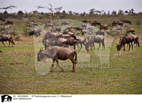 Streifengnus / blue wildebeests / JR-02889