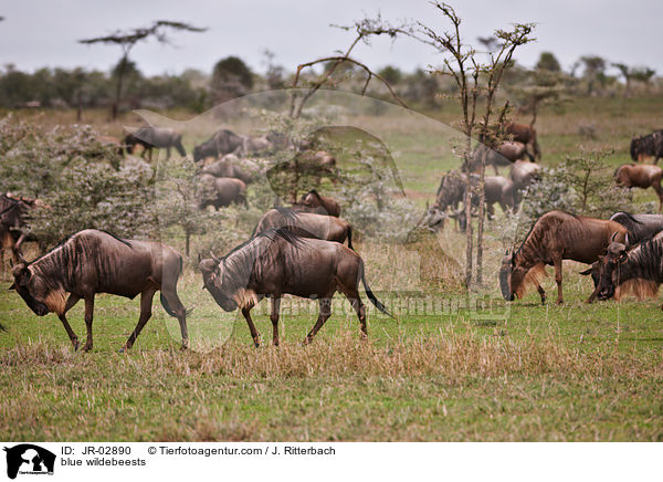 Streifengnus / blue wildebeests / JR-02890