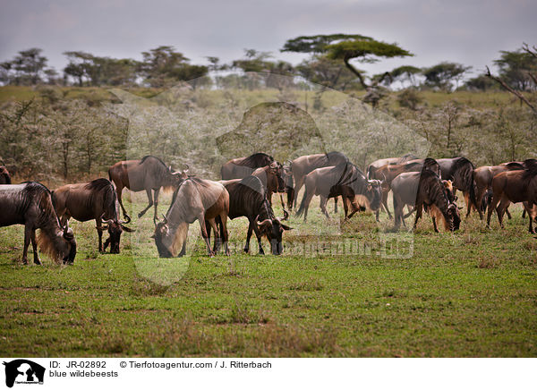 blue wildebeests / JR-02892