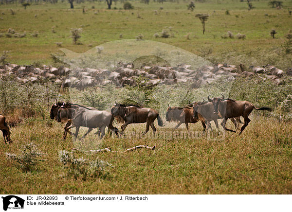 blue wildebeests / JR-02893