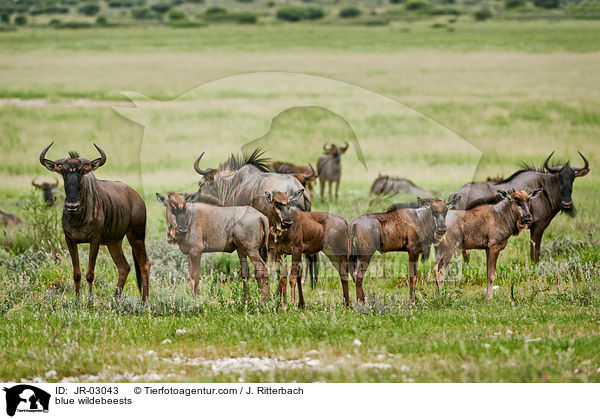 Streifengnus / blue wildebeests / JR-03043
