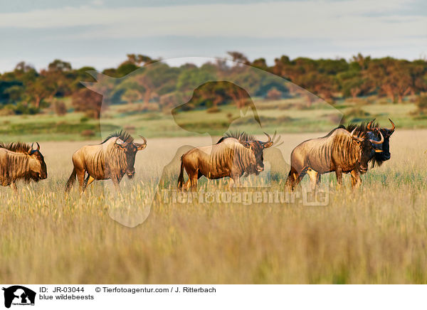 Streifengnus / blue wildebeests / JR-03044