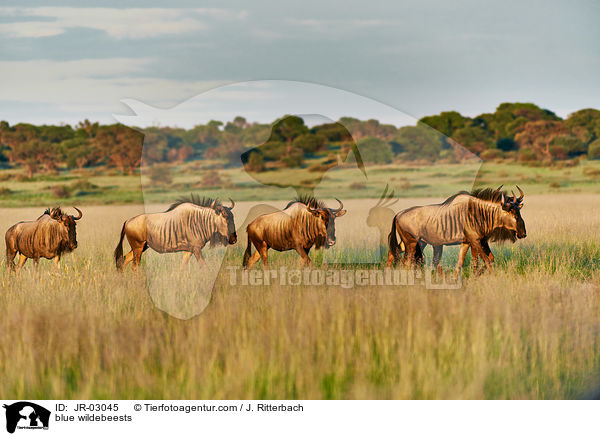 Streifengnus / blue wildebeests / JR-03045