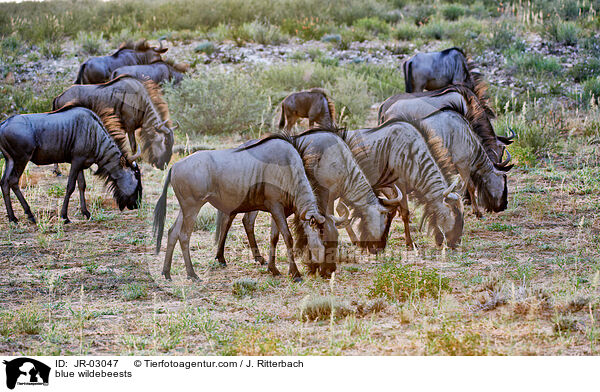 blue wildebeests / JR-03047