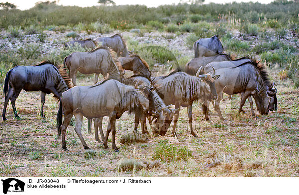 Streifengnus / blue wildebeests / JR-03048