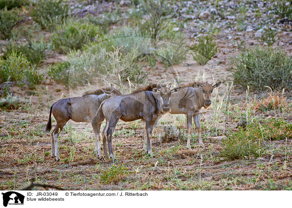 Streifengnus / blue wildebeests / JR-03049