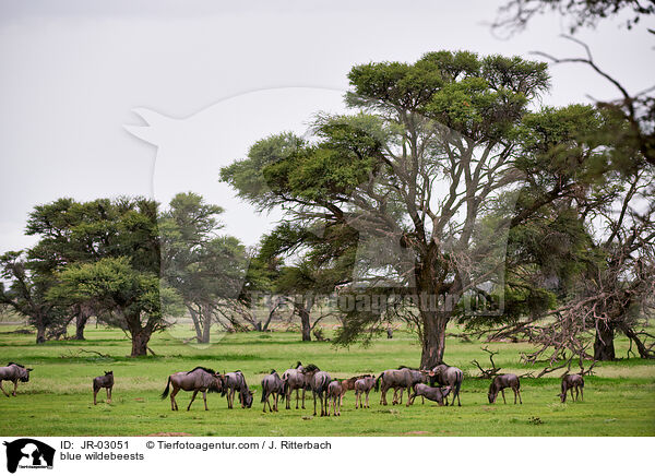 blue wildebeests / JR-03051