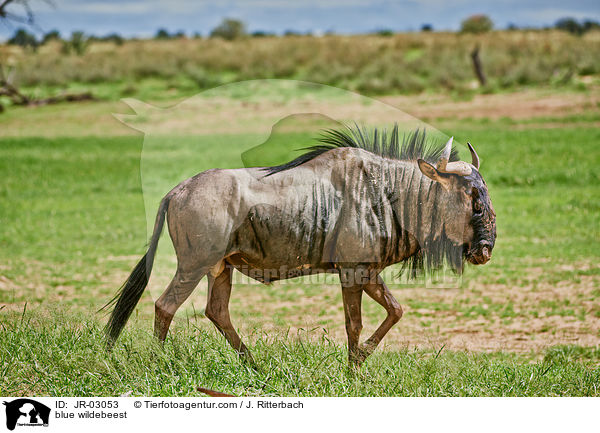 blue wildebeest / JR-03053