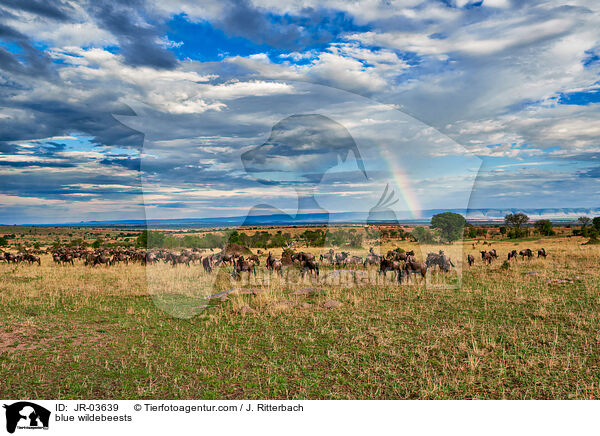 Streifengnus / blue wildebeests / JR-03639