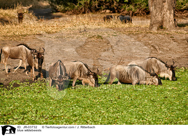 blue wildebeests / JR-03732