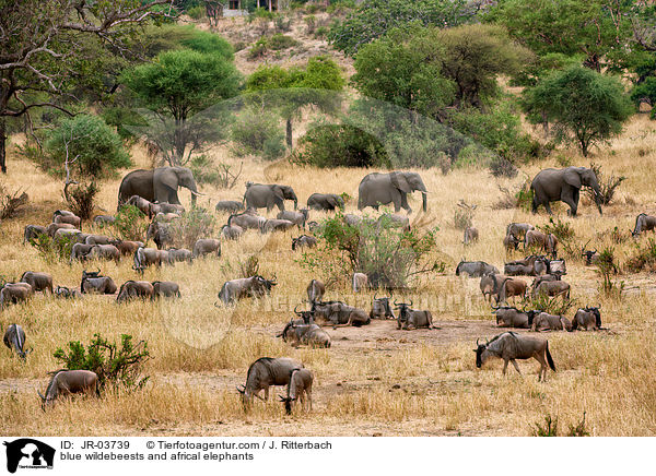 blue wildebeests and africal elephants / JR-03739