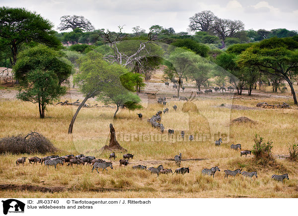 blue wildebeests and zebras / JR-03740