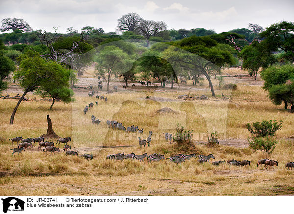 blue wildebeests and zebras / JR-03741